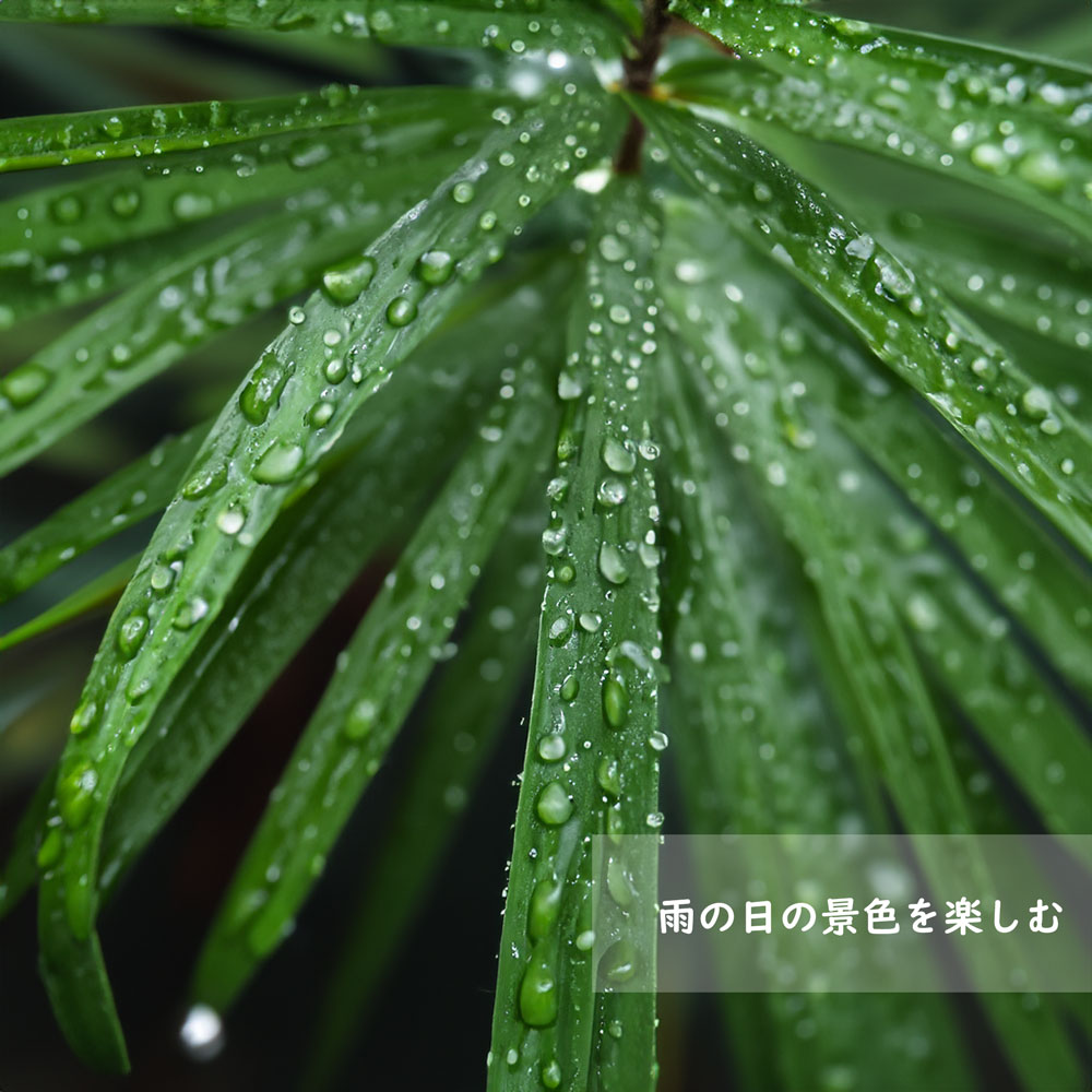 雨に濡れた植物