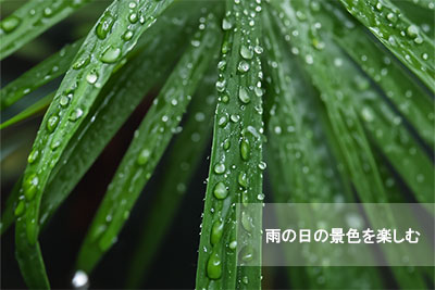 雨に濡れた植物アイキャッチ